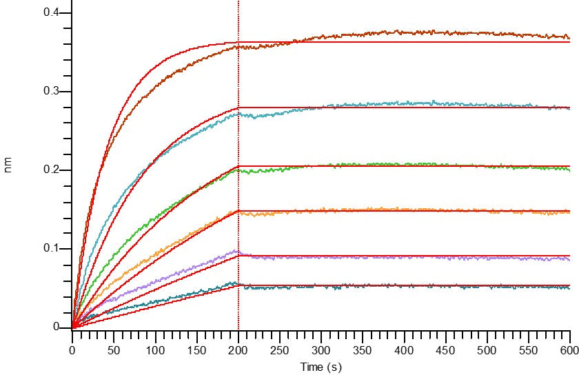 Biotinylated Human GAS6 (C-Avi-6His)