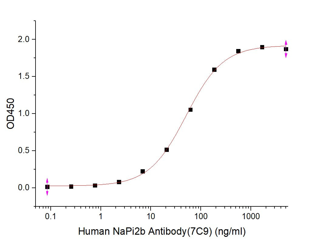 Recombinant Human NaPi2b ECL2 (C-Fc)
