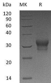 Recombinant Human IL-29 (C-10His)