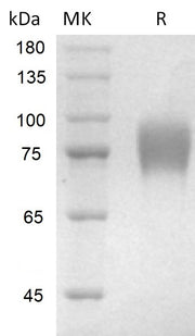 Recombinant Human CD200 R1 (C-Fc)
