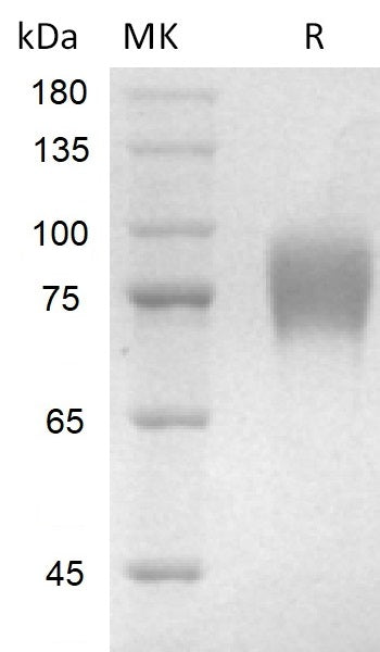 Recombinant Human CD200 R1 (C-Fc)