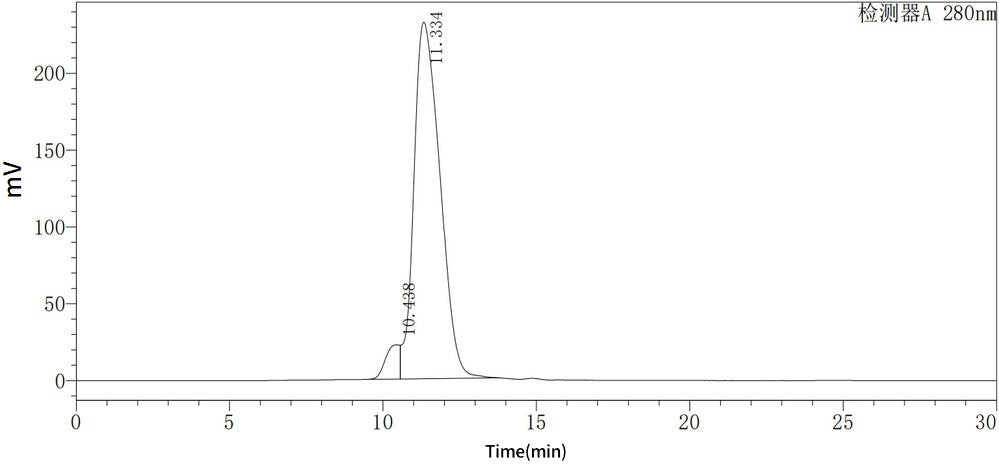 Recombinant Human MMP-9 (C-6His)
