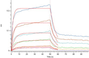 Recombinant Human Nectin-2 (C-Fc)