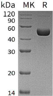 Recombinant Human Renin (C-10His)