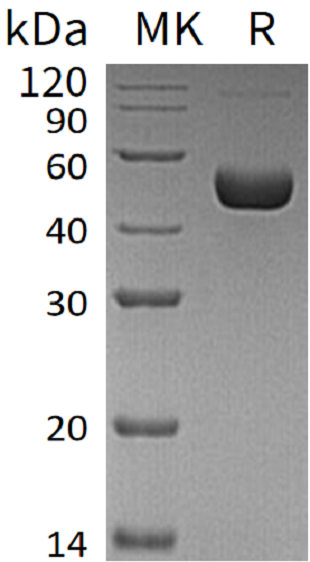 Recombinant Human Renin (C-10His)