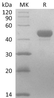 Biotinylated Mouse Nectin-4 (C-6His-Avi)