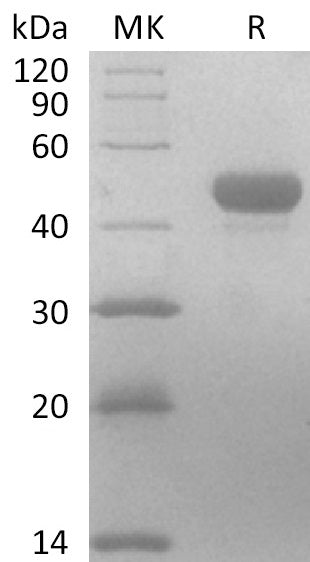Biotinylated Mouse Nectin-4 (C-6His-Avi)