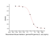 Recombinant Mouse IFN gamma (E. coli)