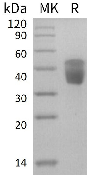 Recombinant Human CLEC10A (C-6His)
