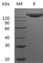 Recombinant Mouse SEMA4D (C-Fc)