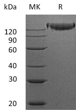 Recombinant Mouse SEMA4D (C-Fc)