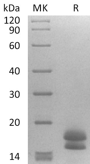 Recombinant Human DLL3 (353-492, C-6His)
