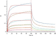 Recombinant Human CD16a (F176, C-6His)