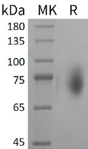 Recombinant Mouse B7-2 (C-Fc)