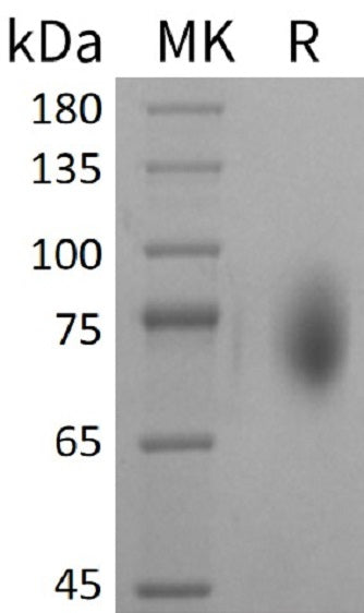 Recombinant Mouse B7-2 (C-Fc)