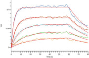 Recombinant Cynomolgus FcRn Heterodimer (C-Flag-6His)