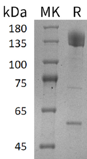 Recombinant Human PCDH10 (C-Fc)