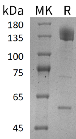 Recombinant Human PCDH10 (C-Fc)