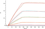 Recombinant Human NaPi2b (C-6His-Flag)