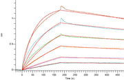 Recombinant Mouse NaPi2b (C-Flag)