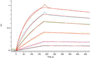 Recombinant Cynomolgus NaPi2b (C-Flag)