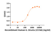 Recombinant Human IL-36 Beta (157AA)