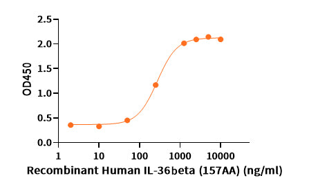 Recombinant Human IL-36 Beta (157AA)