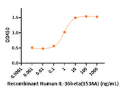 Recombinant Human IL-36 Beta (153AA)