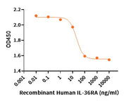 Recombinant Human IL-36RA