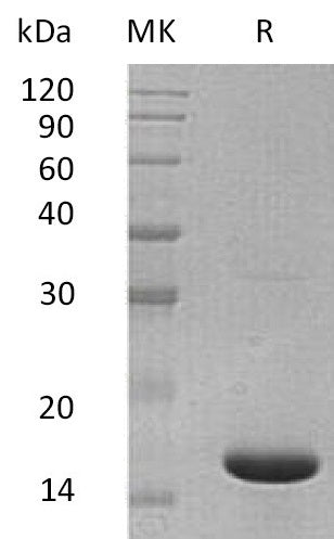 Recombinant Mouse IL-36a