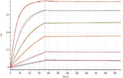 Recombinant Human B2M (C-6His)