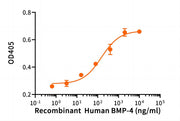 Recombinant Human BMP-4