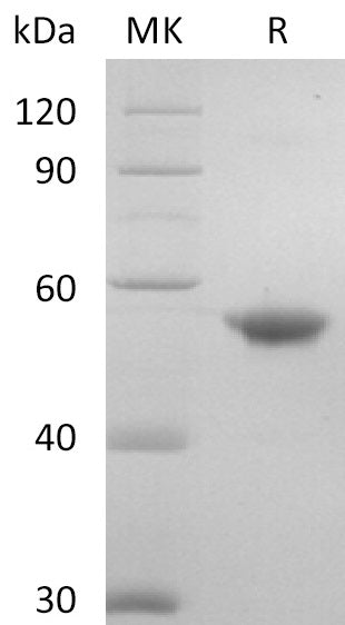 Recombinant Human TREML1 (C-Fc)