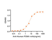 Recombinant Human PSMA (N-6His)