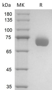 Recombinant Human TF (C-Fc)