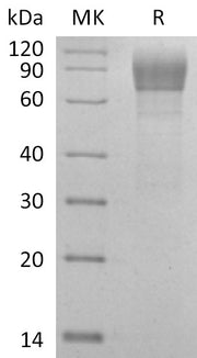 Recombinant Cynomolgus AXL (C-Fc)