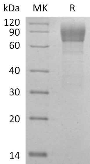 Recombinant Cynomolgus AXL (C-Fc)