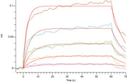Recombinant Cynomolgus CD16a (C-6His)