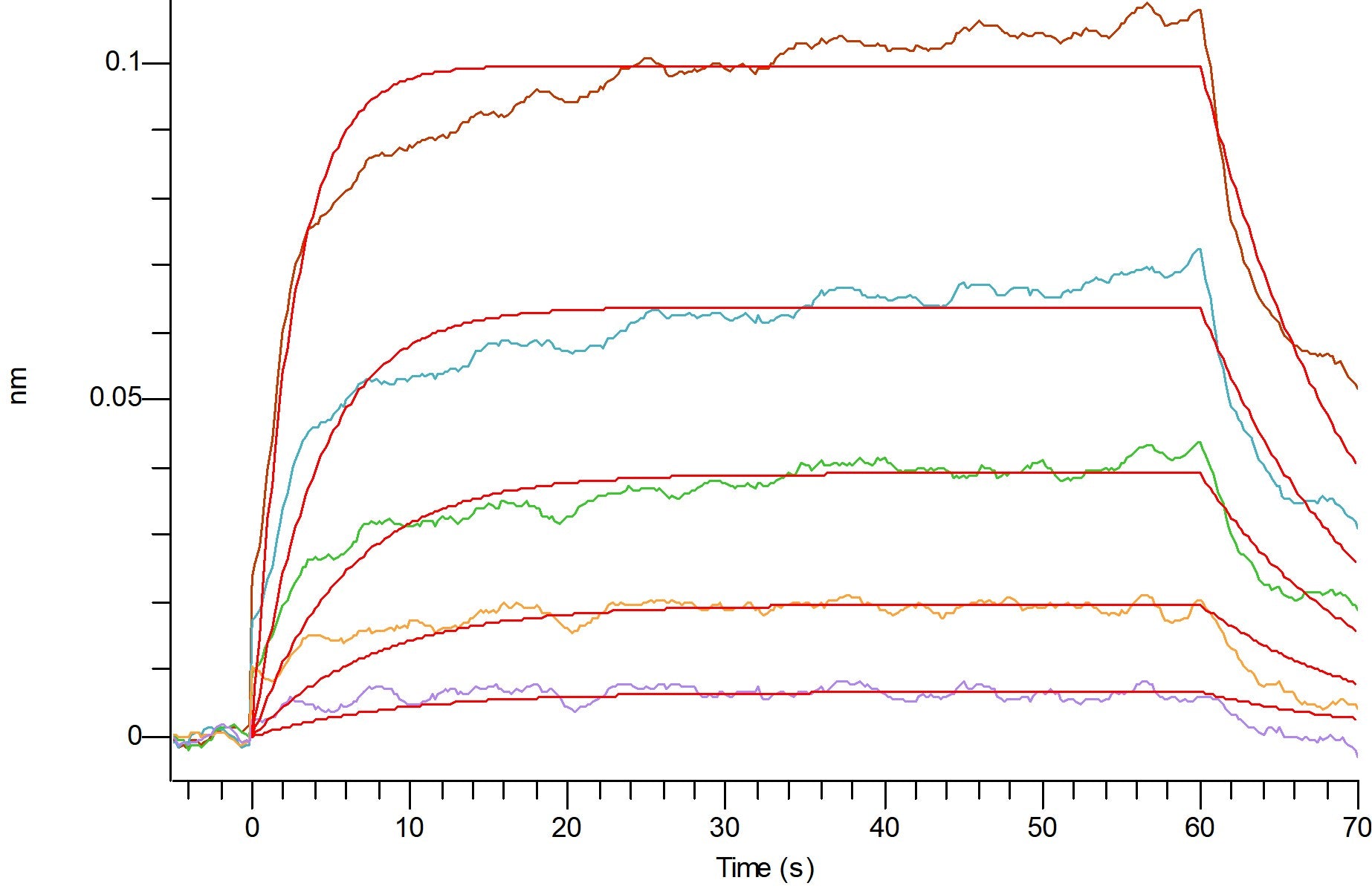 Recombinant Cynomolgus CD16a (C-6His)