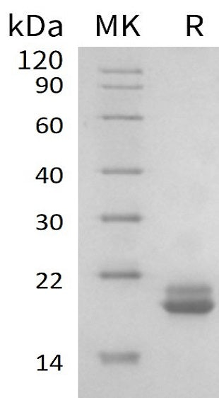 Recombinant Human EIF4EBP2 (N-6His)