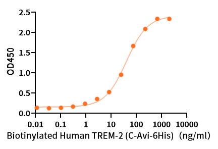Biotinylated Human TREM-2 (C-Avi-6His)