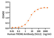 Recombinant Human TREM2 (C-mFc)