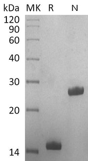 Recombinant Human GDF-5