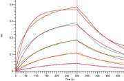 Recombinant Human OX40L (N-6His)