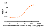Recombinant Human TRAIL R2 (C-6His)