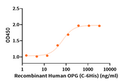 Recombinant Human OPG (C-6His)