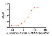 Recombinant Human FGF-17 (C-6His)