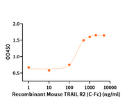 Recombinant Mouse TRAIL R2 (C-Fc)