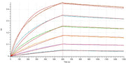 Anti-Human HER2 Antibody (PER_bio, Research Grade)