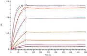 Anti-Human CD40L Antibody (RUP_bio, Research Grade)